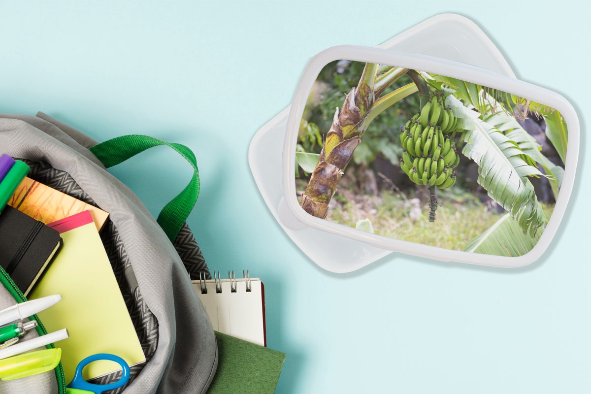 Erwachsene, - Pflanze für und - Brotdose, Mädchen Kinder weiß Brotbox Lunchbox für MuchoWow und Jungs Kunststoff, Banane Baum, (2-tlg),