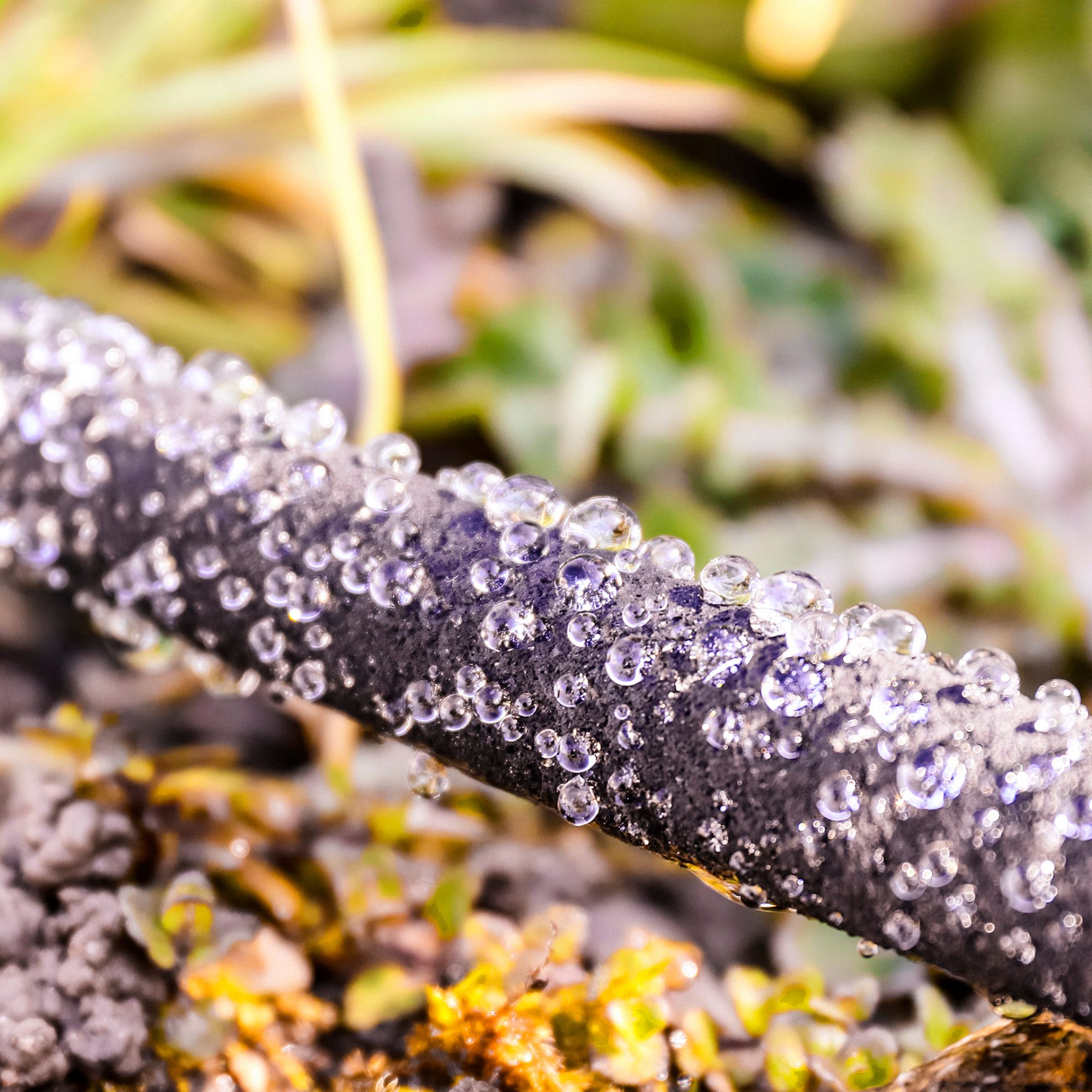 GRÜNTEK Multi-Area Sprinkler Drip Hose Set, 15.24 m / 50 ft, Quick and 1/2 Inch US Connector (Hose with Quick Connector or optional 1/2 Inch US Threaded Connector), UV and Algae Protection, up to 70% Water Saving Soaker