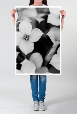 Sinus Art Poster 60x90cm Poster Naturfotografie  Elegante Blumen in Schwarz Weiß