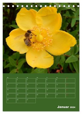 CALVENDO Wandkalender Bienen-Räume (Tischkalender 2024 DIN A5 hoch), CALVENDO Monatskalender