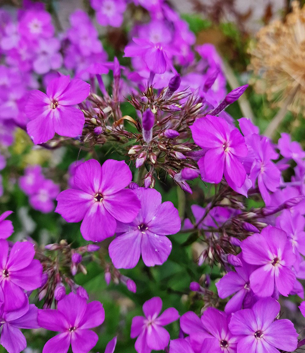 BALDUR Garten Staude Phlox 'JS® Queen Paola®', 2 St., Flammenblume,winterhart, Dauerblüher, blütenreich, robust – Bild 2 von 2