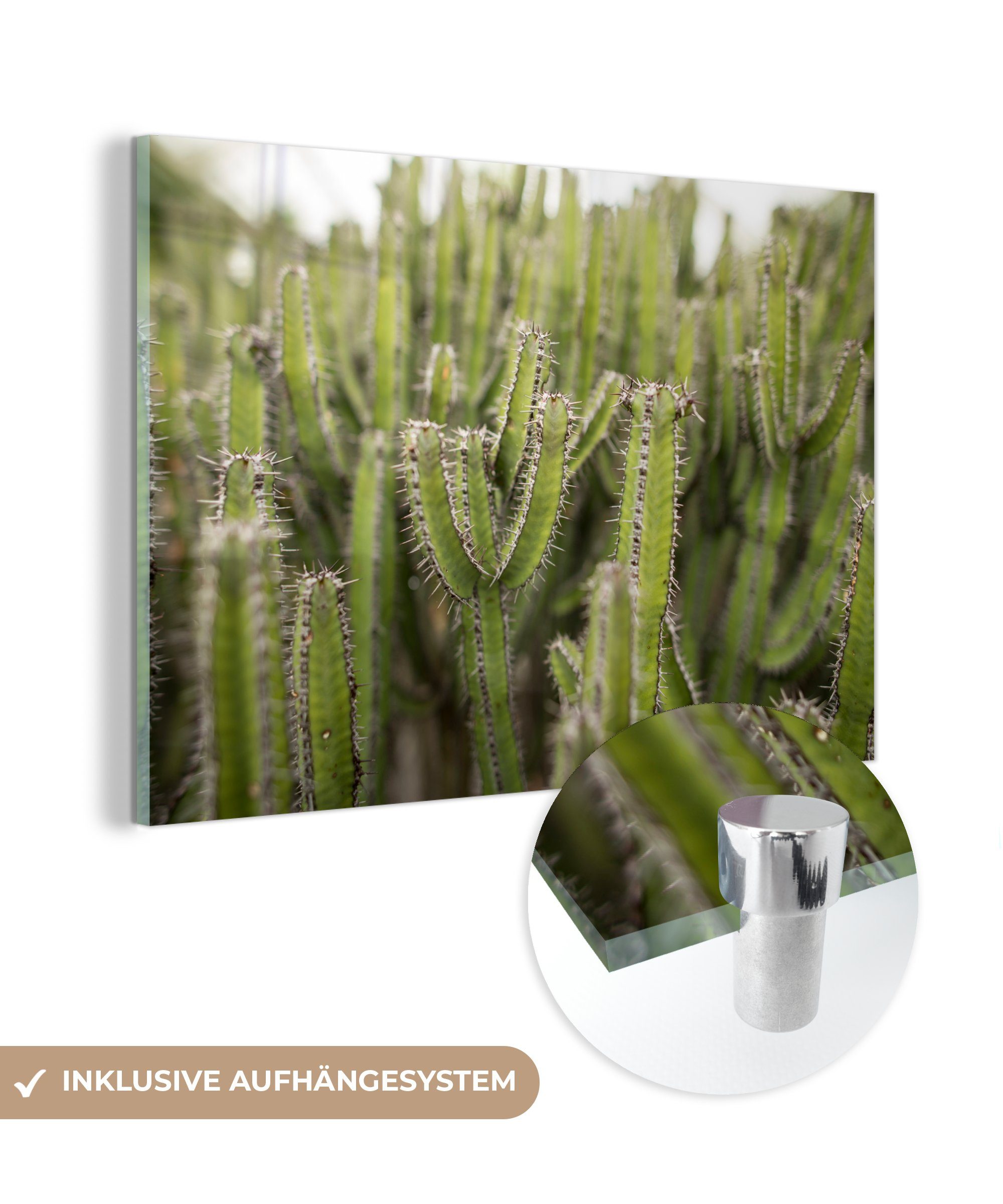 MuchoWow Acrylglasbild Gruppe von Kaktuspflanzen, (1 St), Acrylglasbilder Wohnzimmer & Schlafzimmer
