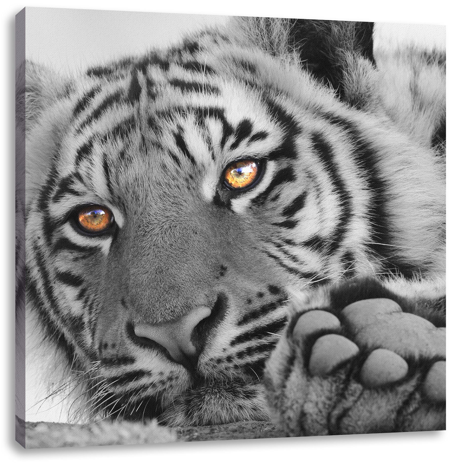 Zackenaufhänger inkl. Tiger, fertig entspannter Leinwandbild (1 bespannt, Leinwandbild St), Tiger entspannter Pixxprint