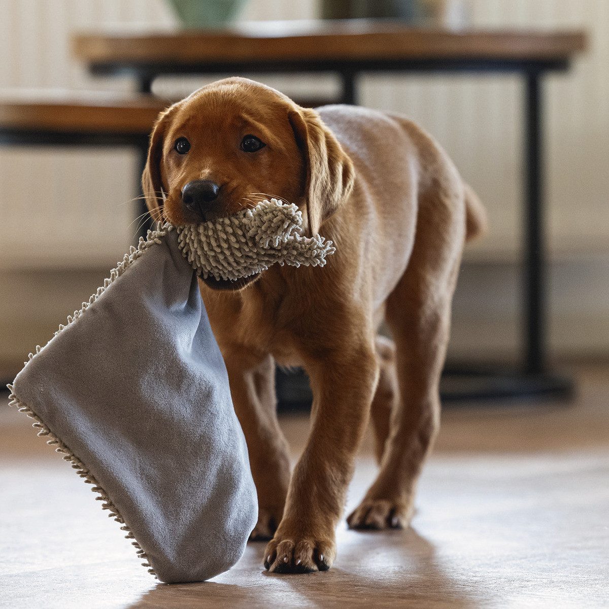 Beeztees Tierkuscheltier Hundespielzeug Puppy Kuscheltuch An grau günstig online kaufen