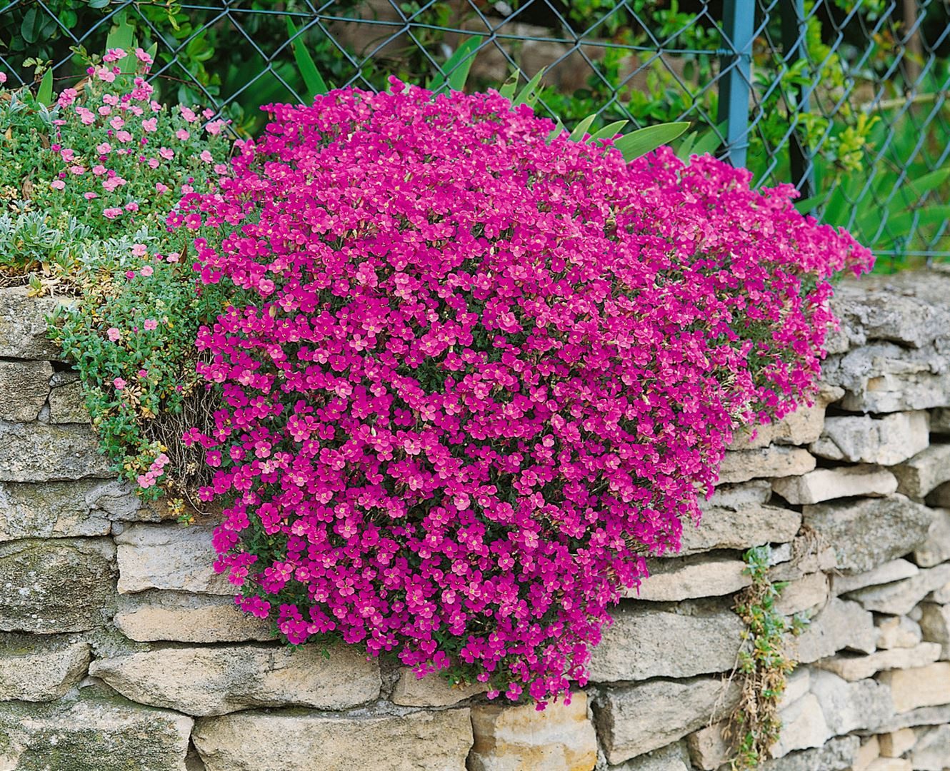 Pflanzen für Dich Staude Aubrieta cult. Cascade Purple, 1 St., Blaukissen