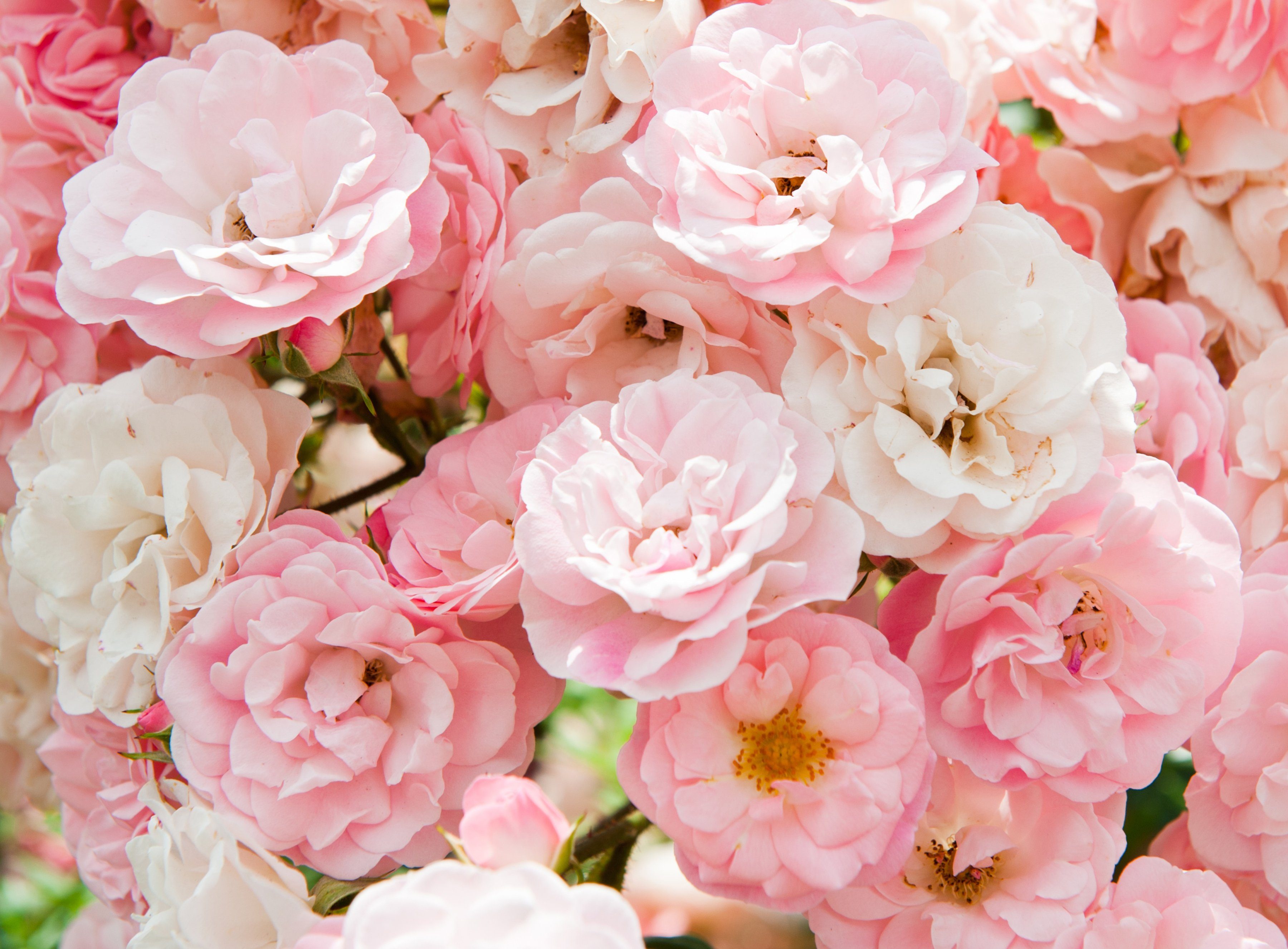Papermoon Fototapete Pink Roses, glatt