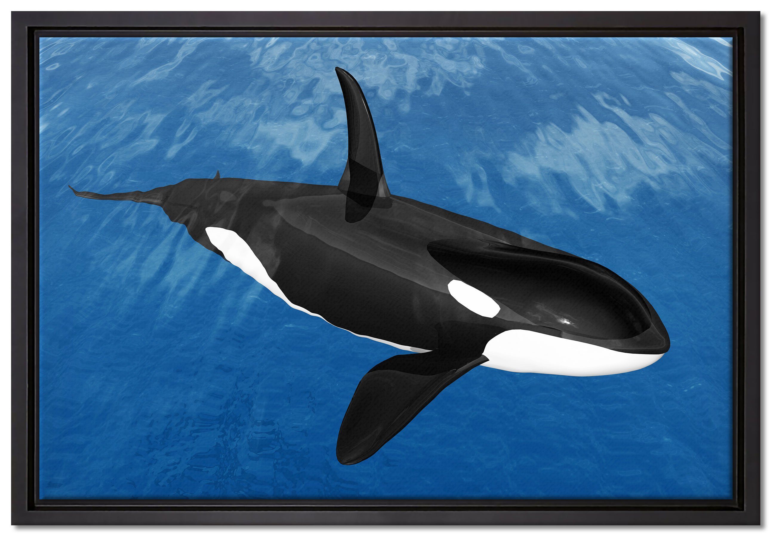 Pixxprint Leinwandbild schöner Orca im Meer, Wanddekoration (1 St), Leinwandbild fertig bespannt, in einem Schattenfugen-Bilderrahmen gefasst, inkl. Zackenaufhänger