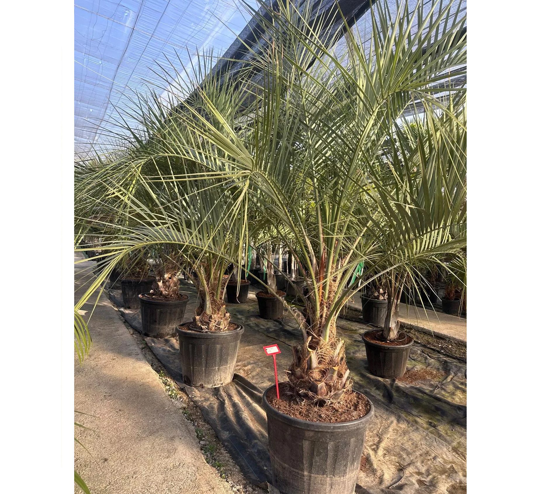 Palms-Store Baum Palme Butia capitata – Geleepalme Gesamthöhe: ca. 300, Winterhart bis –15 °C