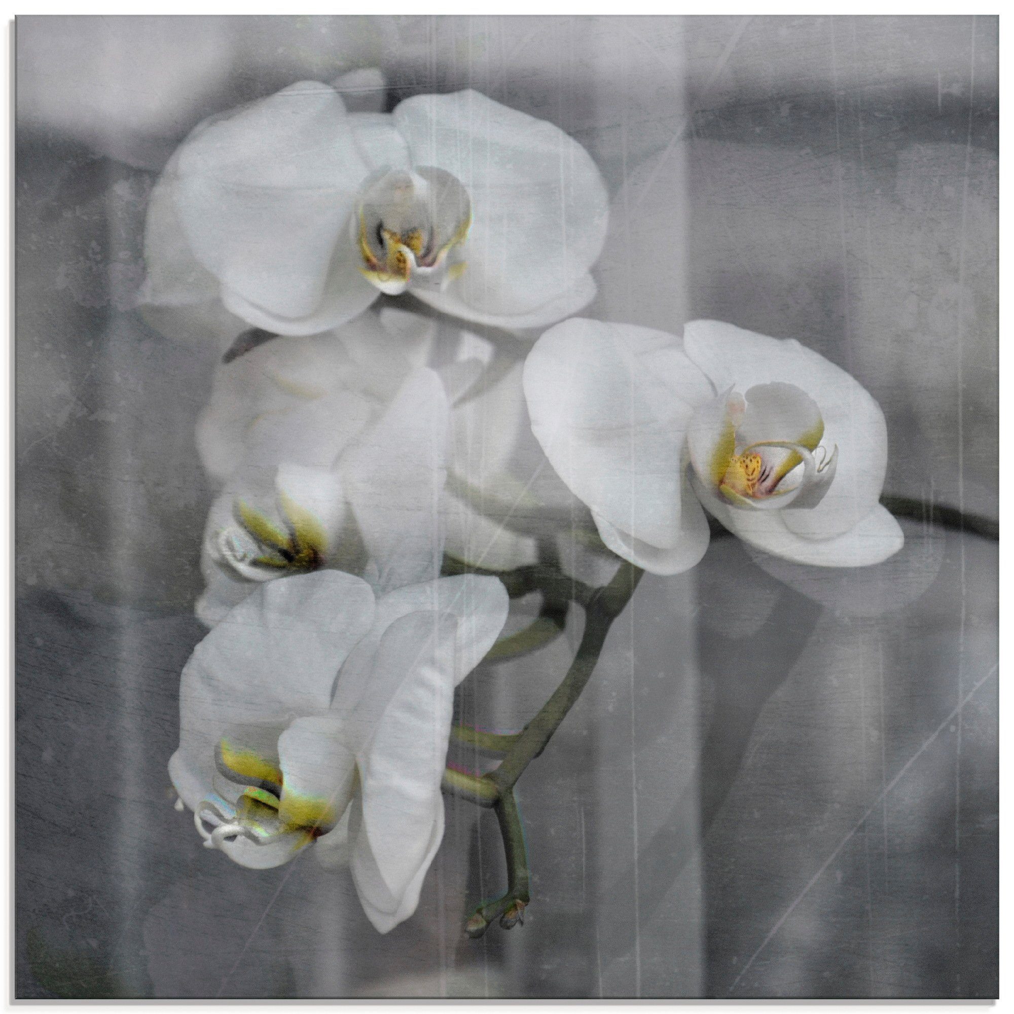 Artland Glasbild Weisse Orchideen - in Größen (1 white St), verschiedenen Orchid, Blumen