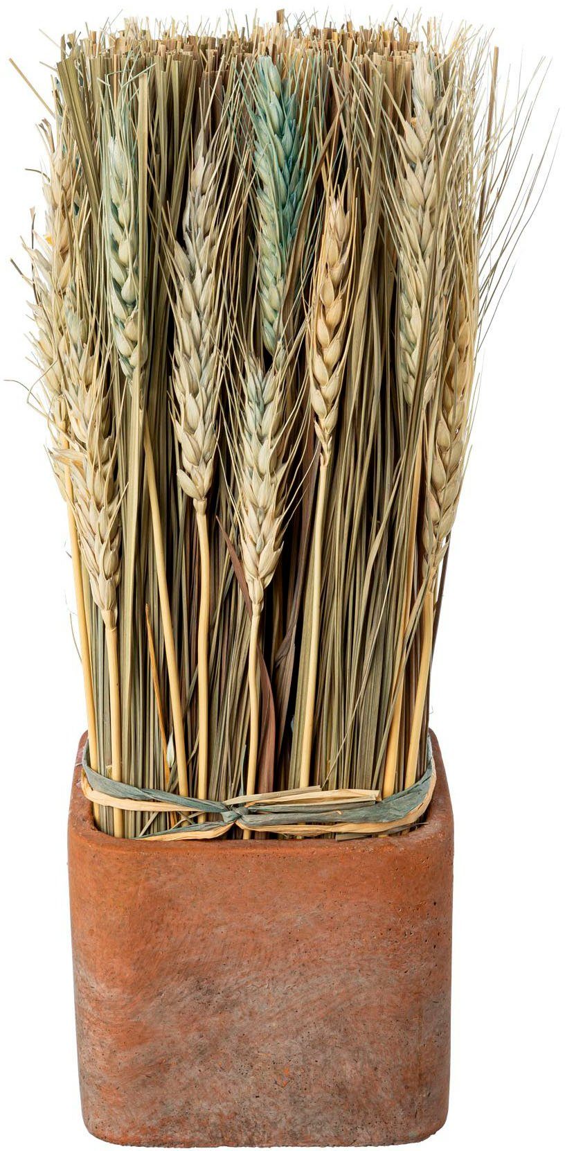 Trockenblume Сухі квіти imTopf, Creativ home, Höhe 30 cm