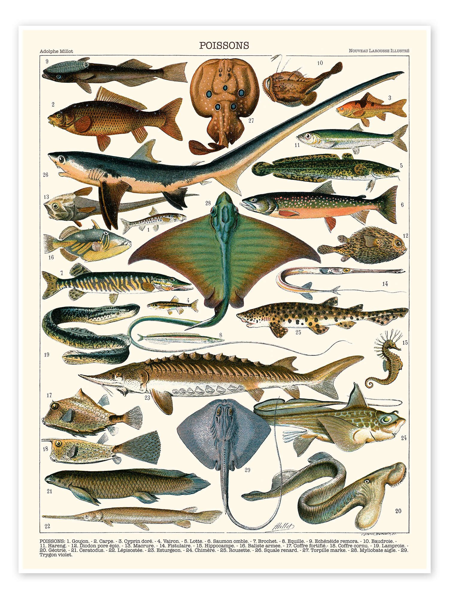 Posterlounge Wandbild Meeresfische, 1905 (französisch), Adolphe Millot, erhältlich als Poster, Leinwandbild, Wandsticker oder Acrylglasbild