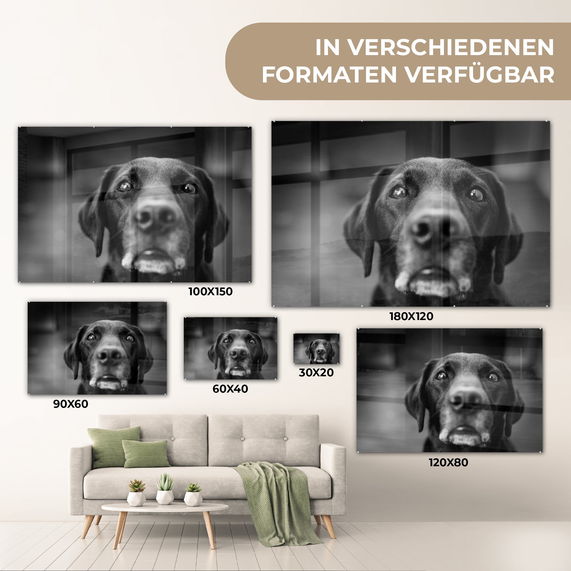 MuchoWow Acrylglasbilder & Acrylglasbild Schlafzimmer in Wohnzimmer (1 Labrador weiß, St), Tierprofil schwarz und Hund