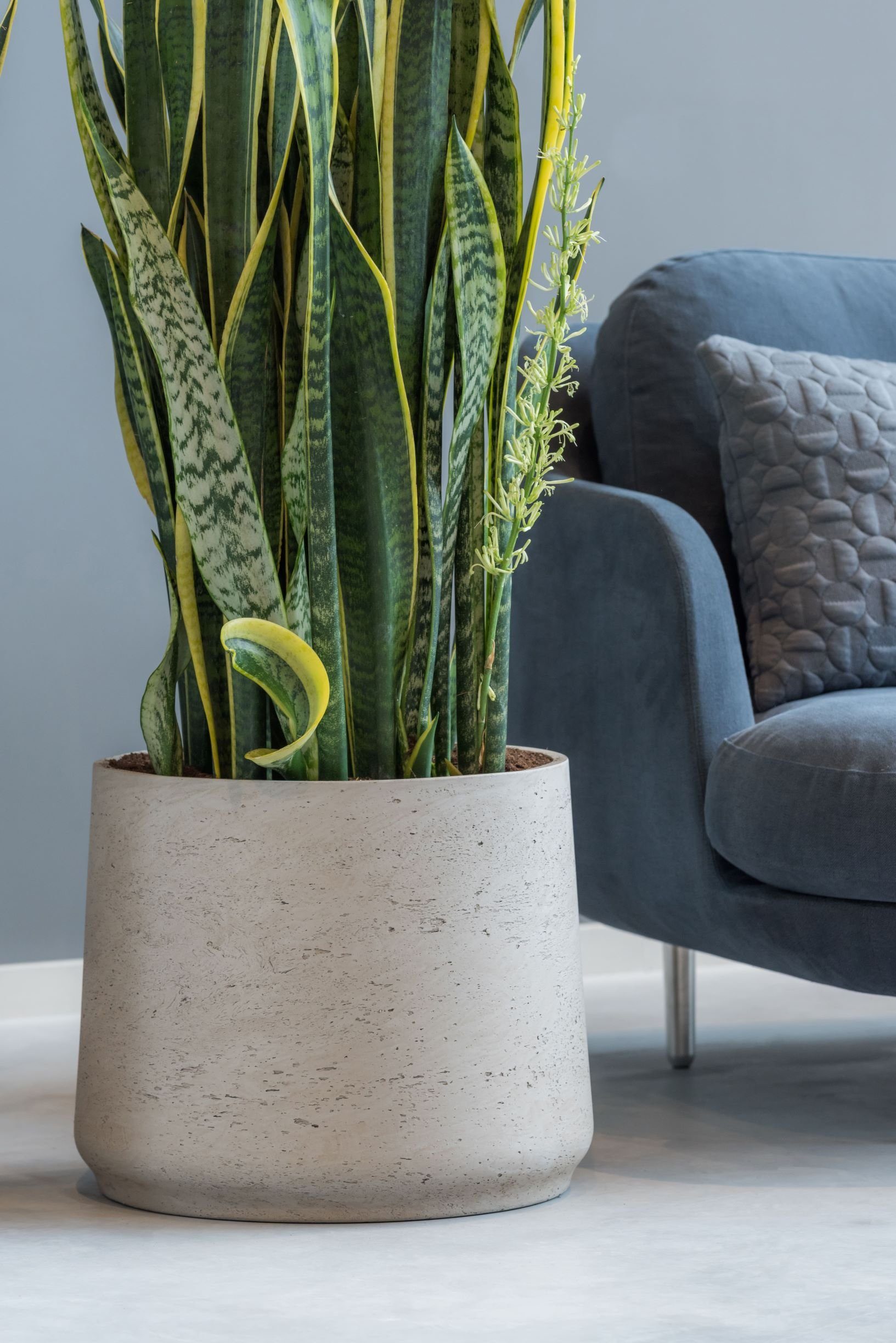 finestgreen Pflanzkübel Handgefertigtes Pflanzgefäß Patt günstig online kaufen