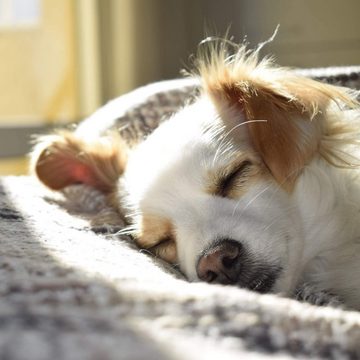 VITAZOO Fellkamm Kleine Fellbürste Hundebürste Haustier Langhaar Kurzhaar Bürste + Kamm, 100% Metall, Geeignet für kleine Haustiere