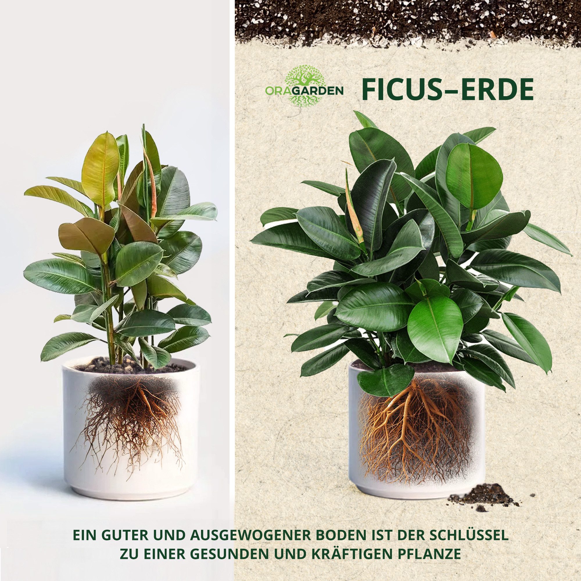 OraGarden Anzucht- und Kräutererde OraGarden Ficus-Erde, mit Wurmhumus, (Packung), 3 L – Bild 3 von 5