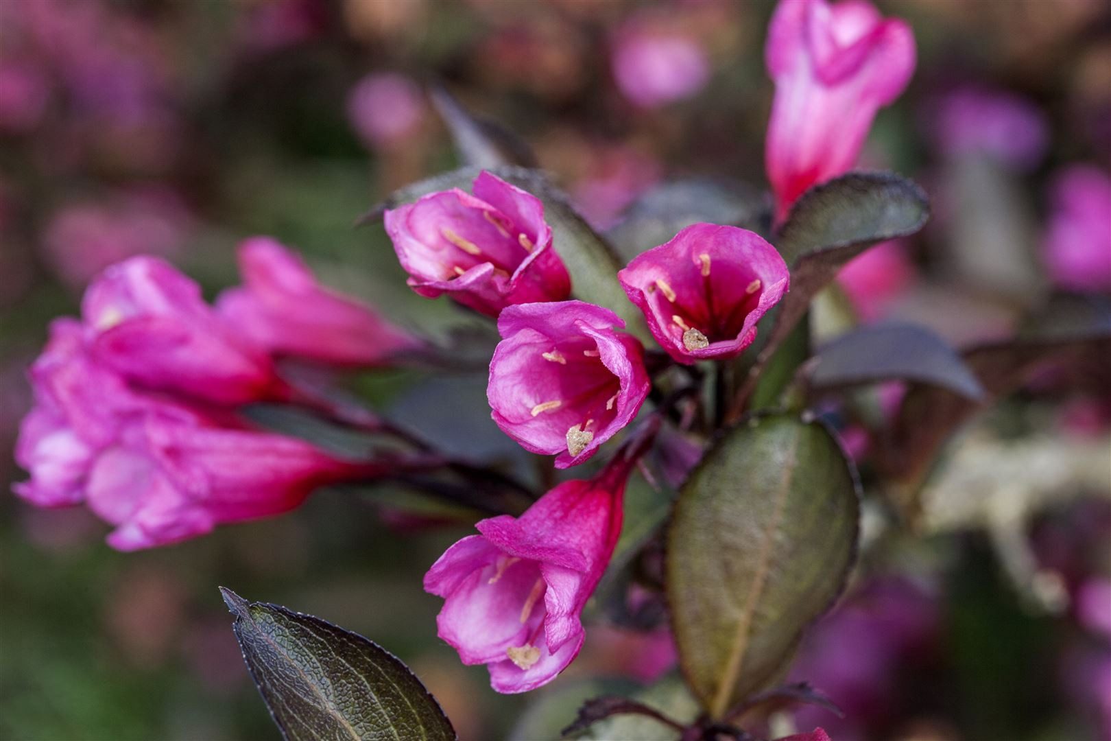 Pflanzen für Dich Gehölze Weigela florida Alexandra, 1 St., Weigelie, Weigelienstrauch