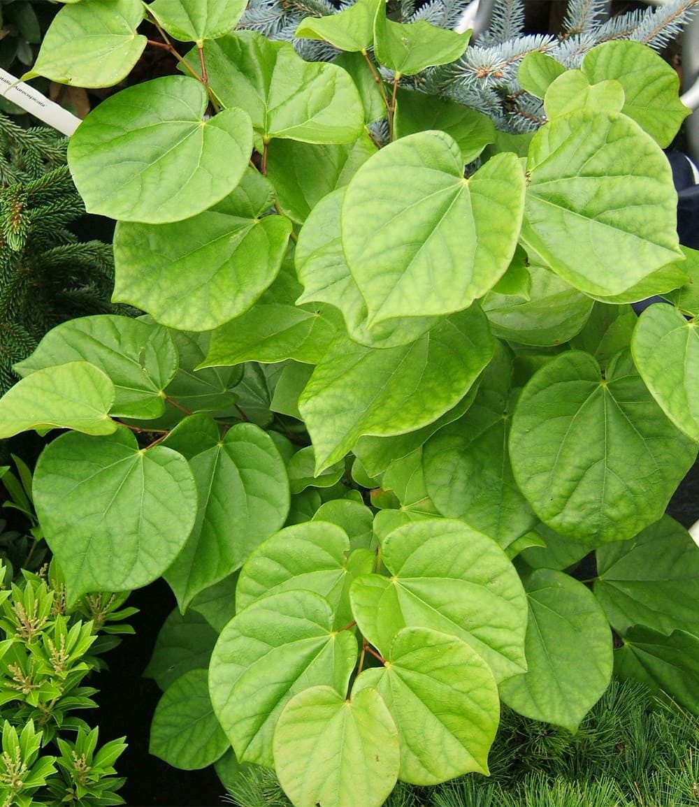 BALDUR Garten Zierstrauch Cercis 'Avondale', Judasbaum, 1 St., Herzblattbaum, pflegeleicht – Bild 2 von 3