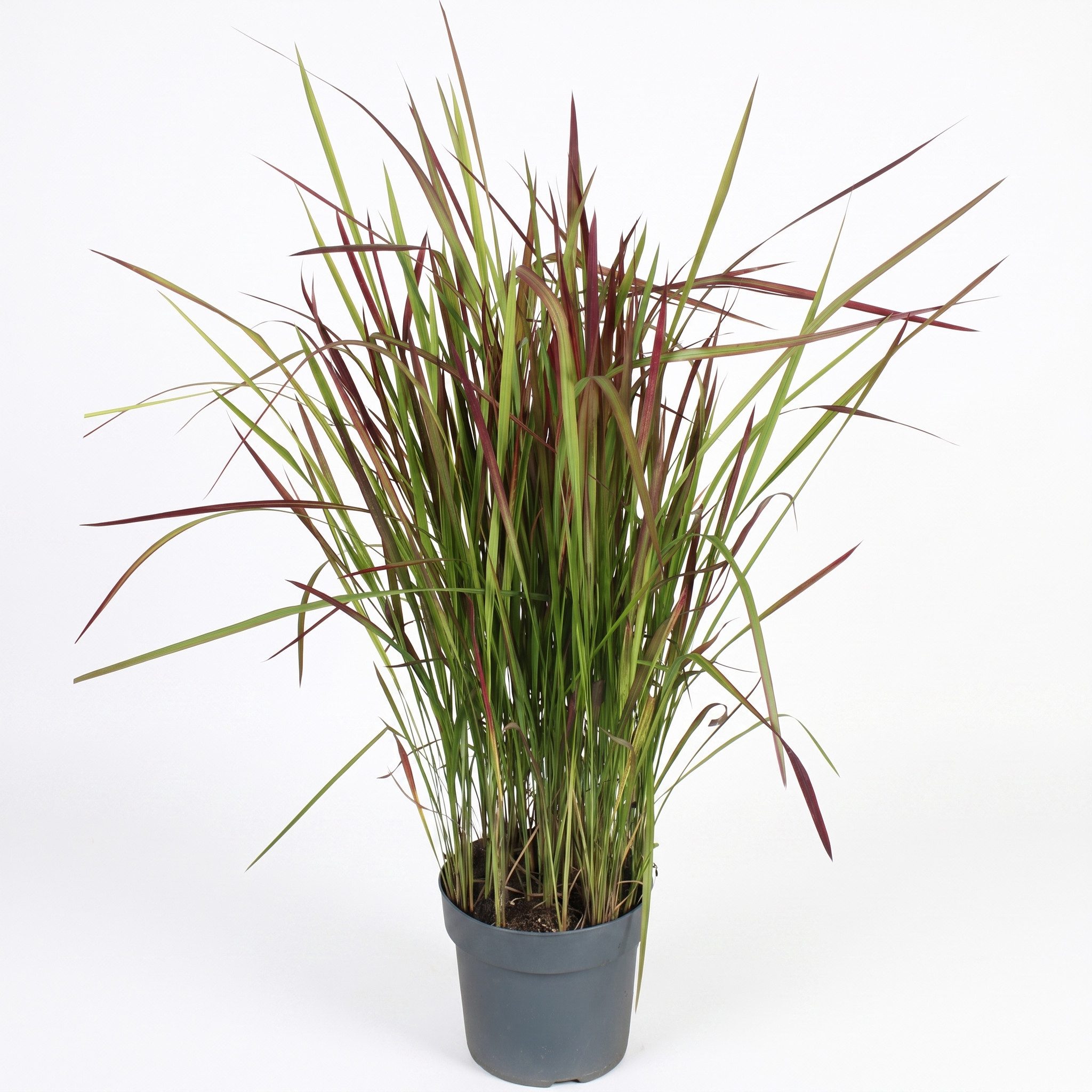 Pflanzen für Dich Gräser Imperata cylindrica Red Baron, 1 St., Blutgras, Japanisches Blutgras, rote Spitzen, horstbildend