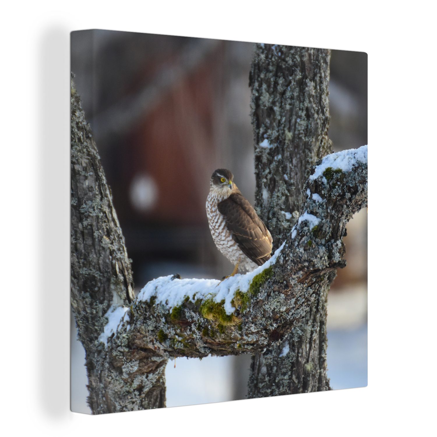 OneMillionCanvasses® Leinwandbild Ein Falke auf einem Baumast, (1 St), Leinwand Bilder für Wohnzimmer Schlafzimmer | Leinwandbilder