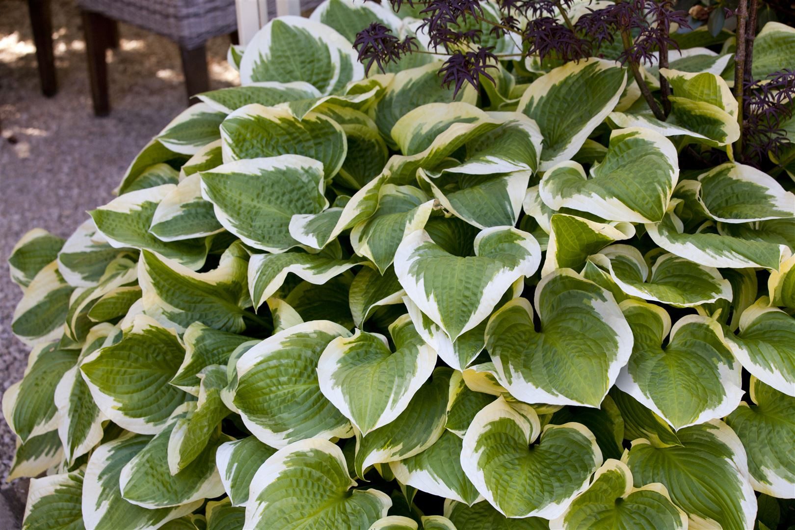 Pflanzen für Dich Staude Hosta sieboldiana Wide Brim, 1 St., Funkie, Herzblattlilie