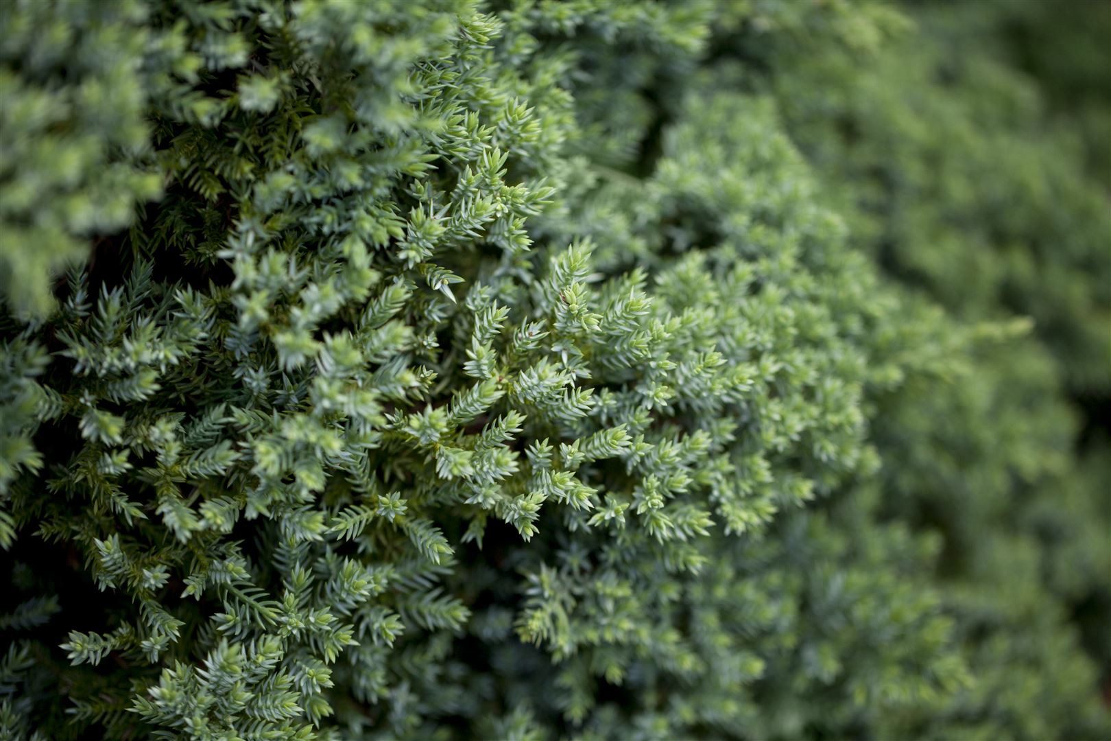 Pflanzen für Dich Konifere Juniperus procumbens Nana, 1 St., Kriech-Wacholder, Zwerg-Wacholder, kriechend, immergrün