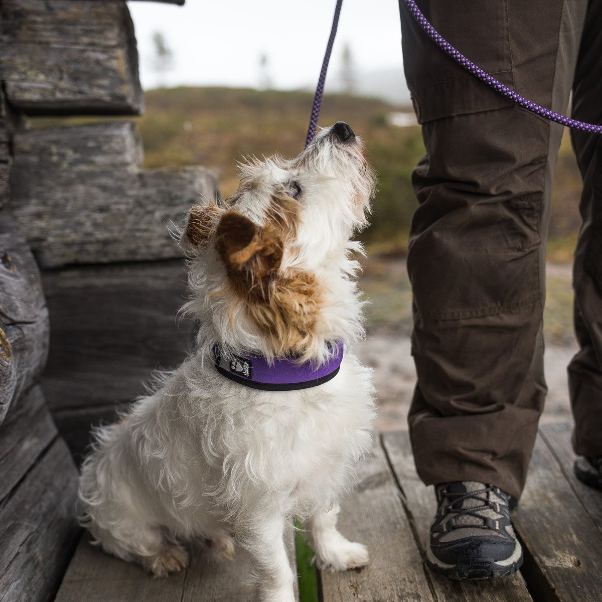 HURTTA Hundeleine Dazzle Mountain-Rope Leine violett
