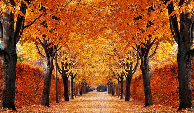 Papermoon Fototapete »Autumn Alley«, glatt-Otto