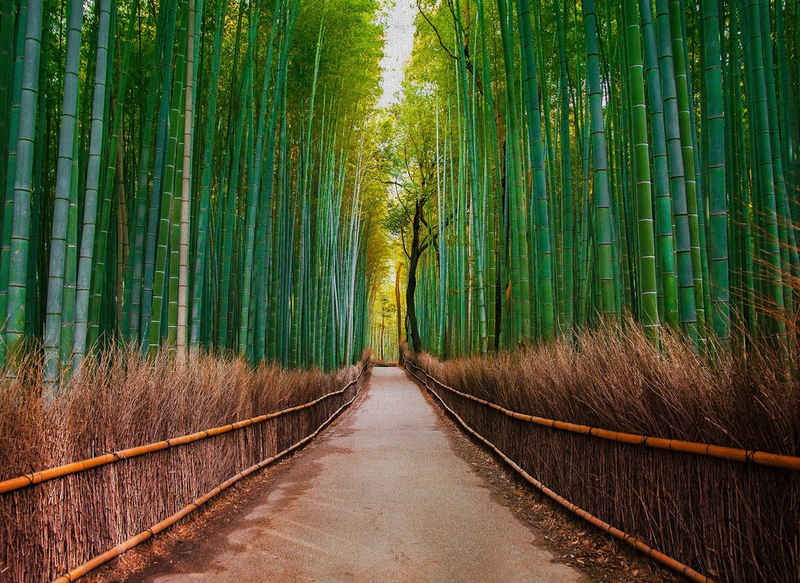 living walls Fototapete »Designwalls Bambus Walk«, glatt, (5 St), Fototapete Bambus BambusWalk 3,50 m x 2,55 m Grün Braun auf 170 g Vlies Tapete Natur