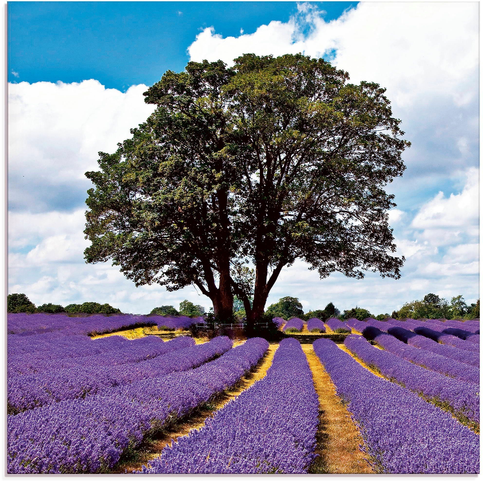verschiedenen Artland Schönes St), Lavendelfeld (1 Sommer, Größen im in Felder Glasbild