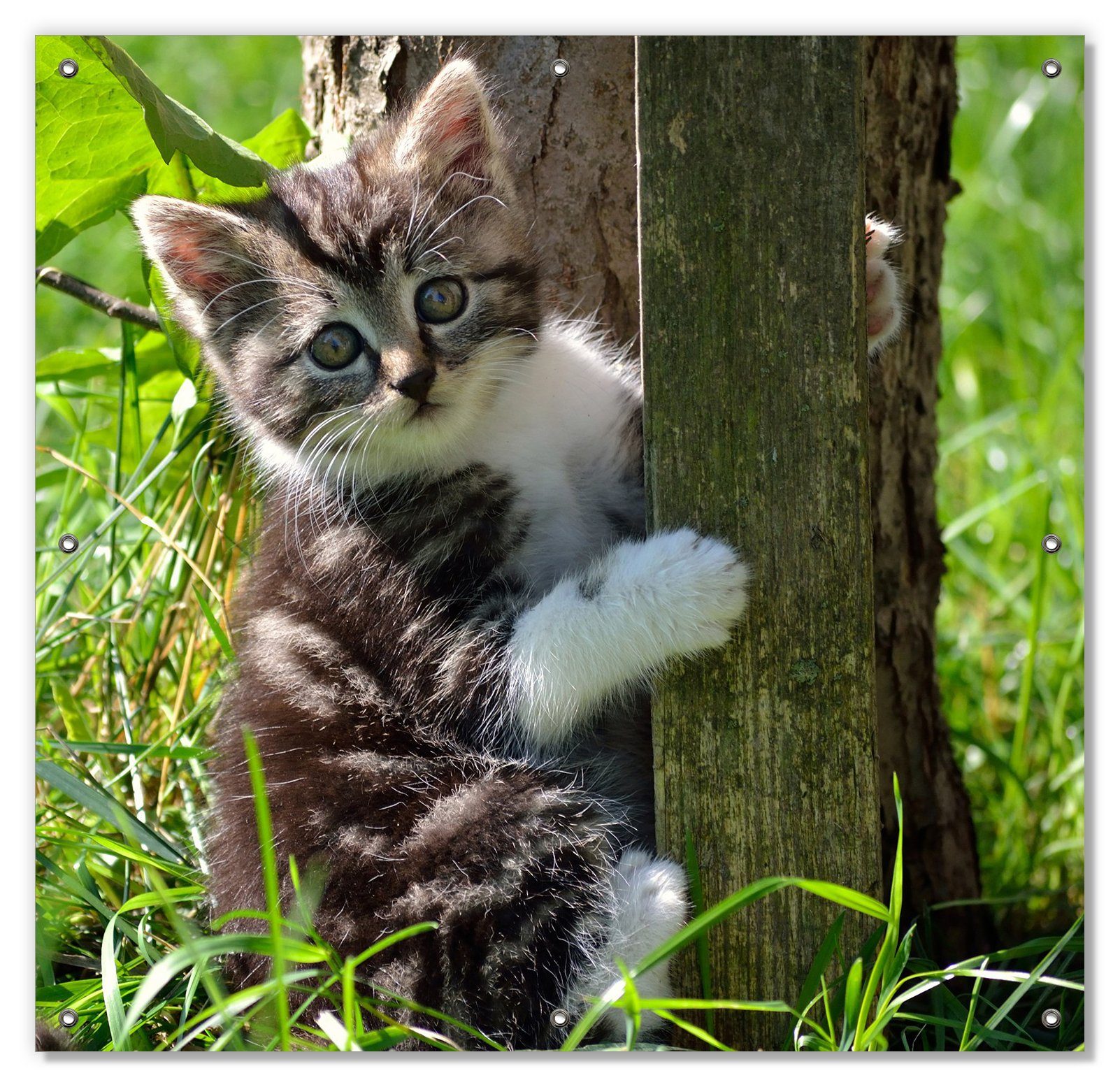 Sonnenschutz Süßes Kätzchen an einem Baum, Wallario, blickdicht, mit Saugnäpfen, wiederablösbar und wiederverwendbar