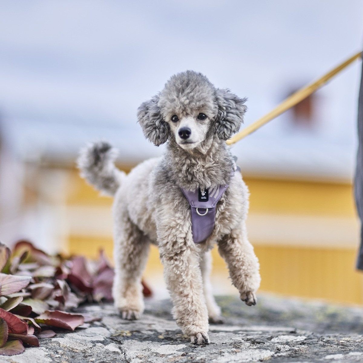HURTTA Hunde-Geschirr Hundegeschirr Seeker Harness lavender