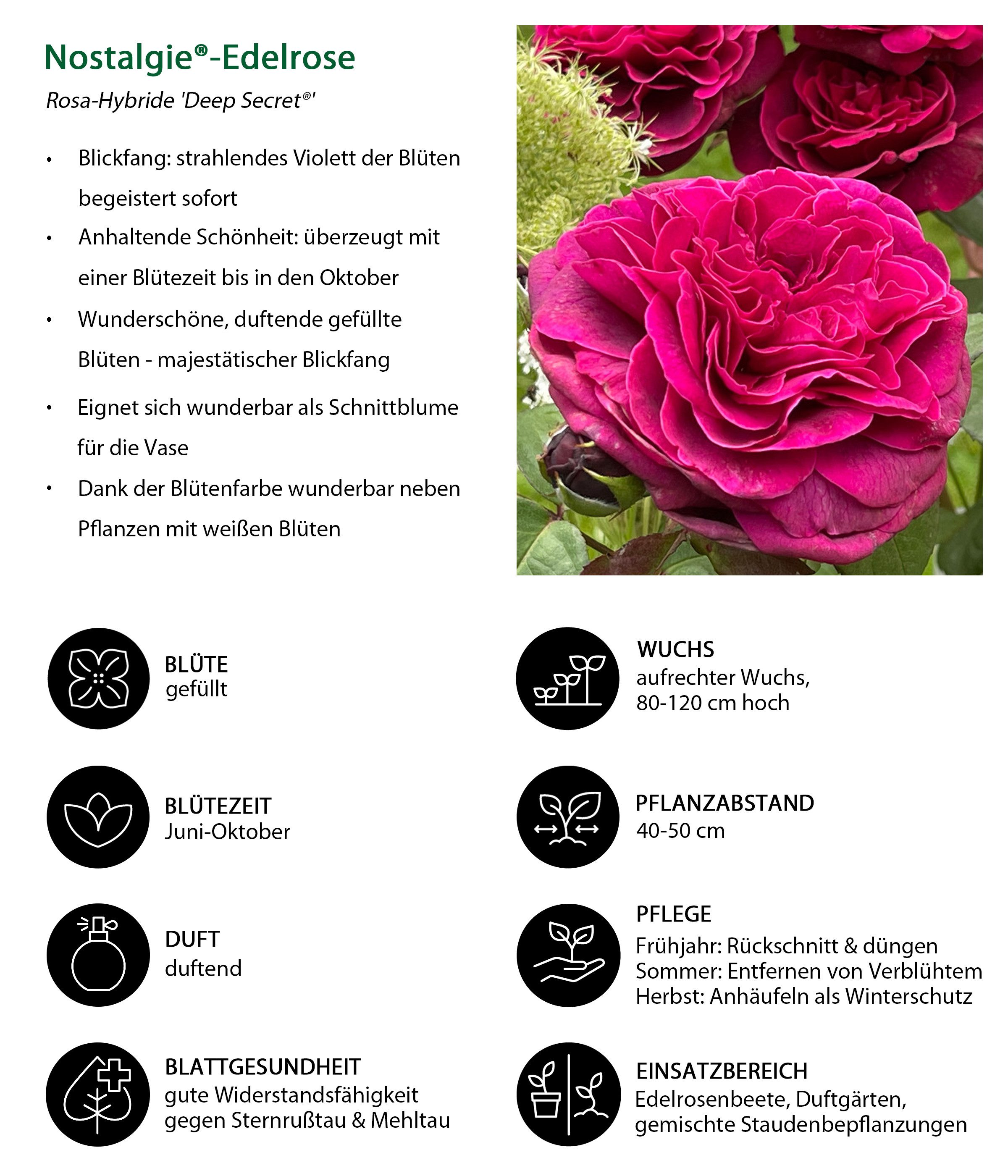 Dehner Rose Nostalgie-Edelrose Deep Secret, gefüllte pink-lila Blüten mit intensivem Duft, Züchter Tantau