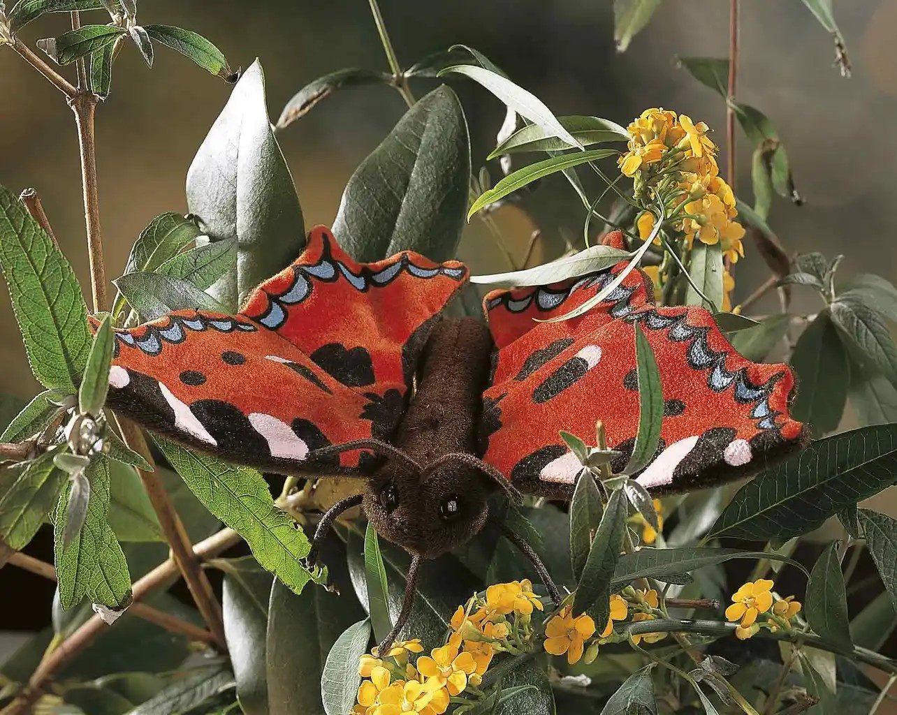 Kösen Kuscheltier Kösen Schmetterling Annabell rotorange/braun 20 cm Plüschschmetterling
