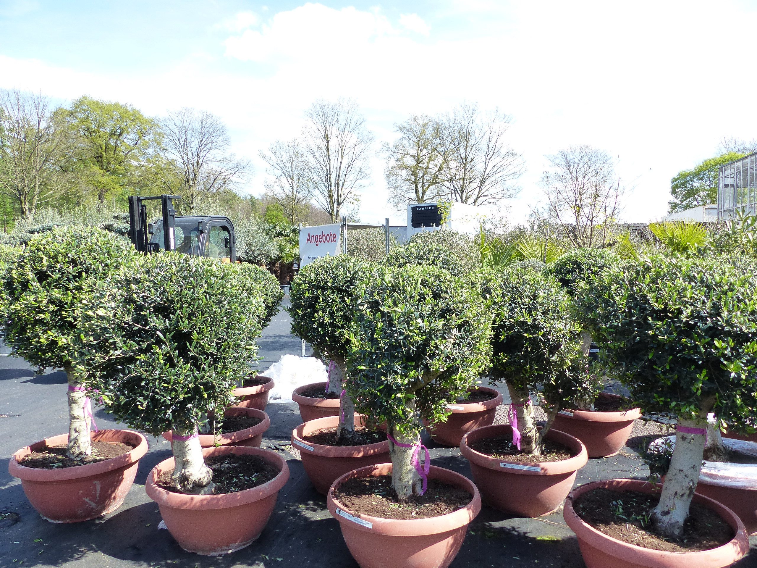 gruenwaren jakubik Zierstrauch Bonsai Kugel Olivenbaum 140 - 170 cm knorrige urige Olive winterhart