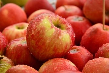 Wunder-Baum Geruchsfilter Wunderbaum Duft Dose Apfel Apple Luft Erfrischer 48 g bis 60 Tage
