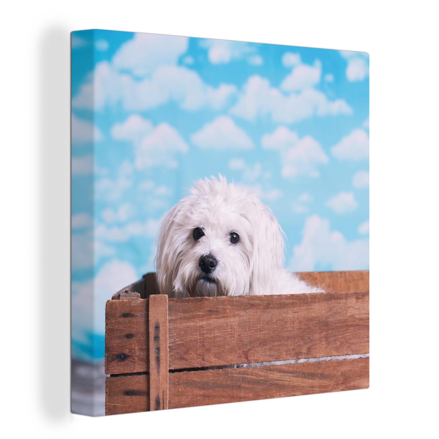 OneMillionCanvasses® Leinwandbild Malteser Hund in einer Holzkiste, (1 St), Leinwand Bilder für Wohnzimmer Schlafzimmer
