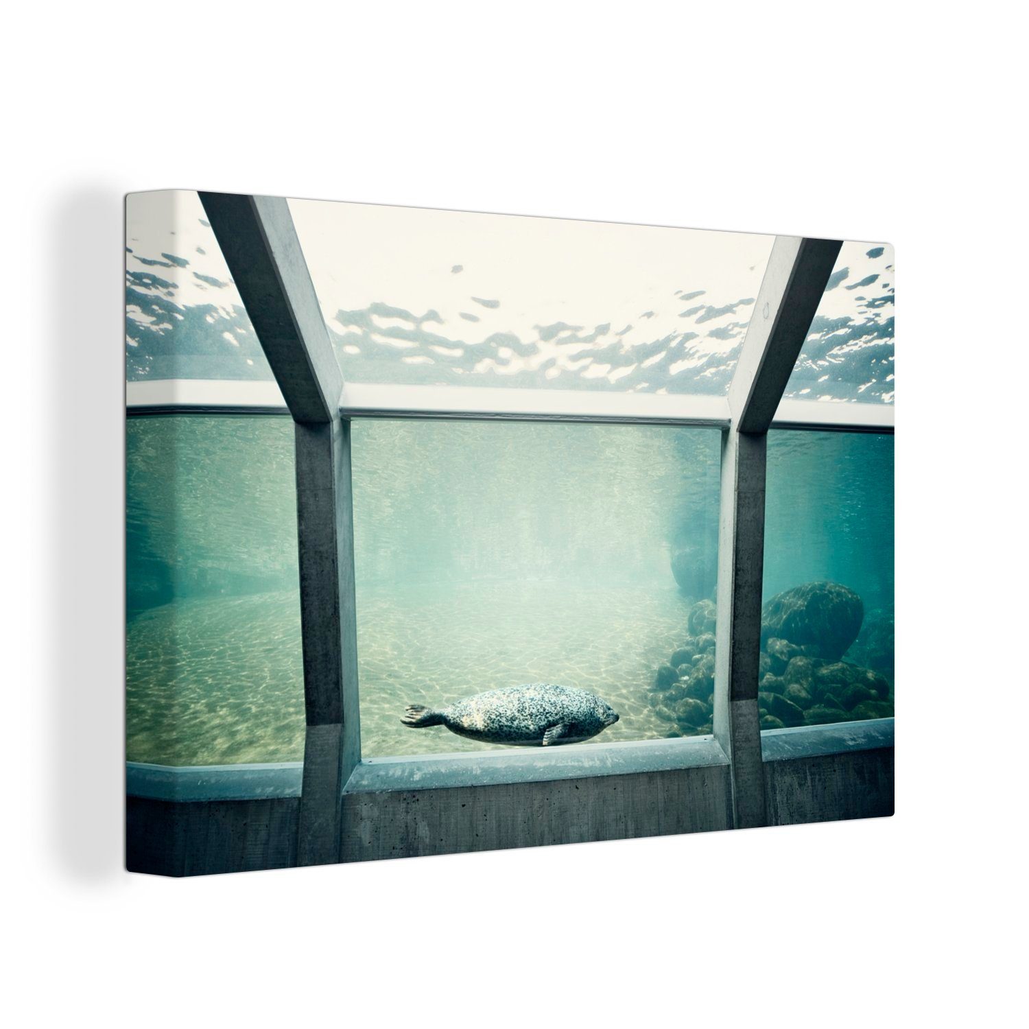 OneMillionCanvasses® Leinwandbild Robbe im Aquarium, (1 St), Wandbild Leinwandbilder, Aufhängefertig, Wanddeko, 30x20 cm