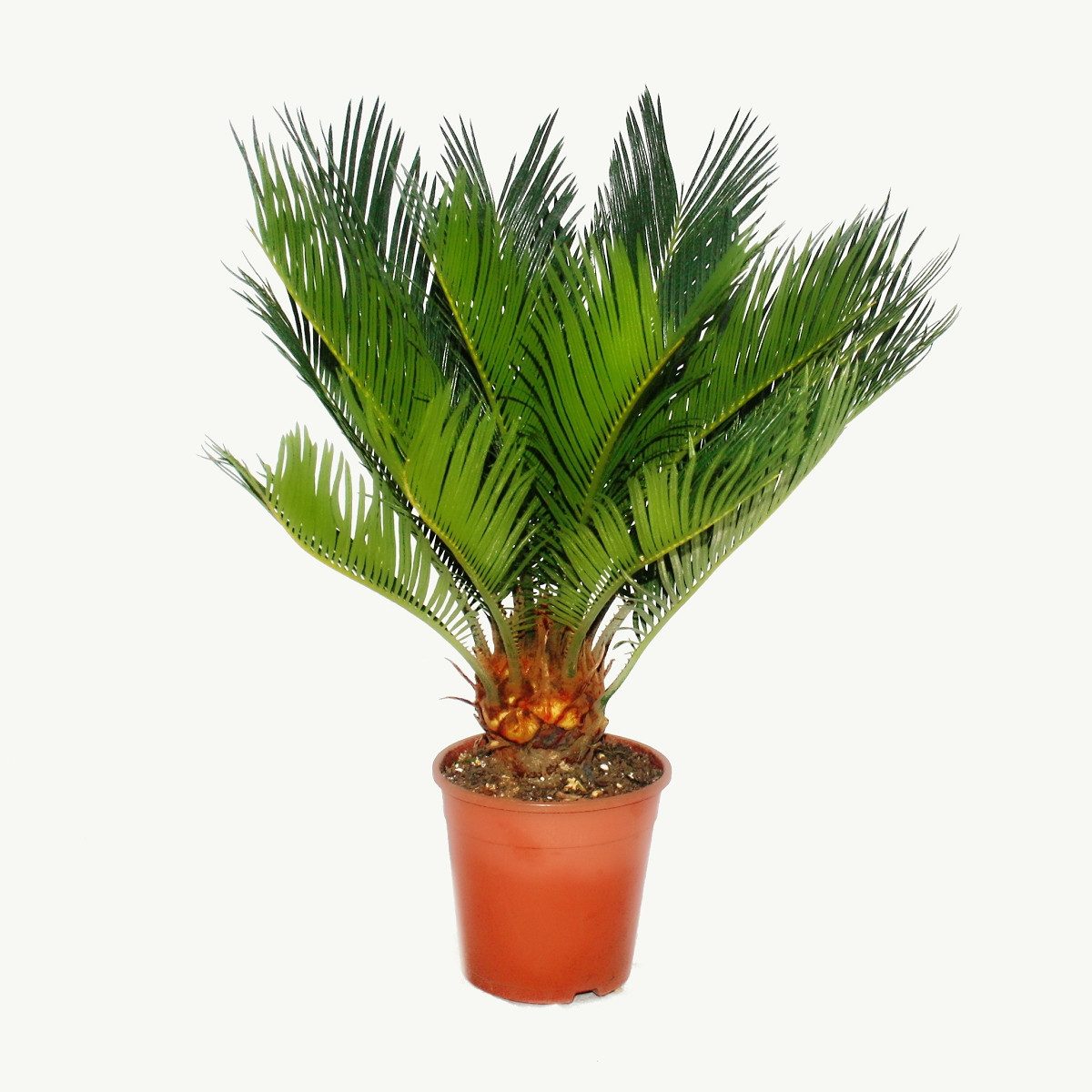 Exotenherz Zimmerpflanze Cycas revoluta - Japanischer Palmfarn mit Knolle - günstig online kaufen