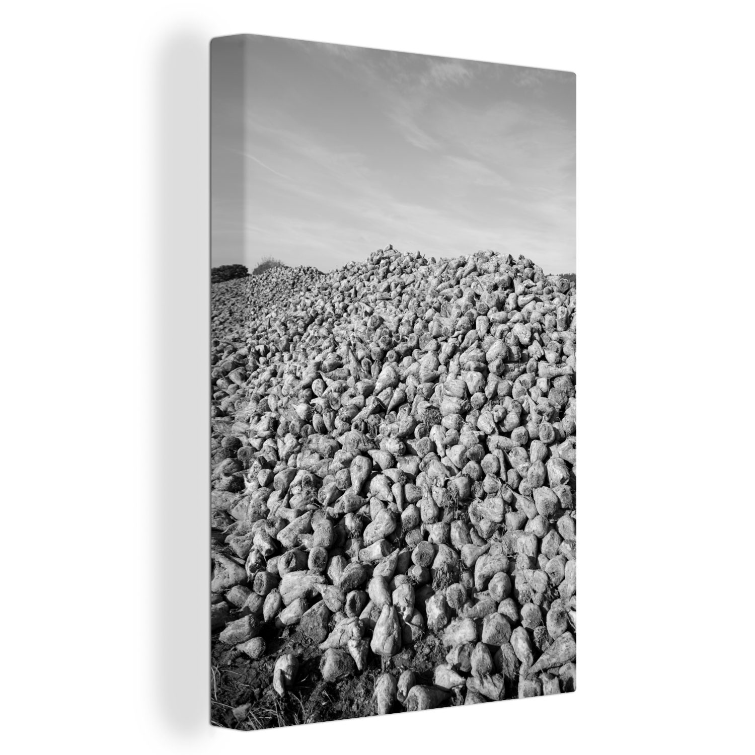 OneMillionCanvasses® Leinwandbild cm 20x30 St), Haufen großer inkl. (1 schwarz und - Zuckerrüben Gemälde, Ein bespannt fertig Zackenaufhänger, weiß, Leinwandbild