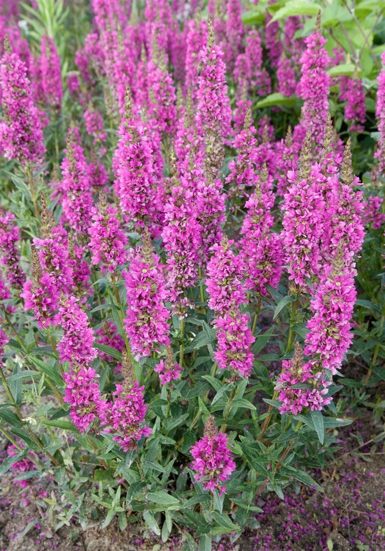 Pflanzen für Dich Staude Lythrum salicaria Robert, 1 St., Blutweiderich, Gewöhnlicher Blutweiderich