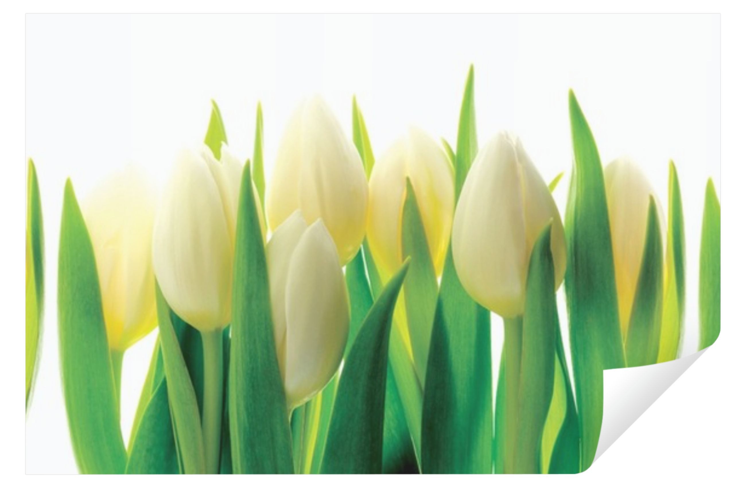 Wallarena Fototapete Küche Abwaschbar 250x60 Tapete günstig online kaufen