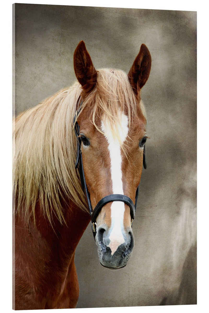 Posterlounge Acrylglasbild WildlifePhotography, Pferde, Fotografie