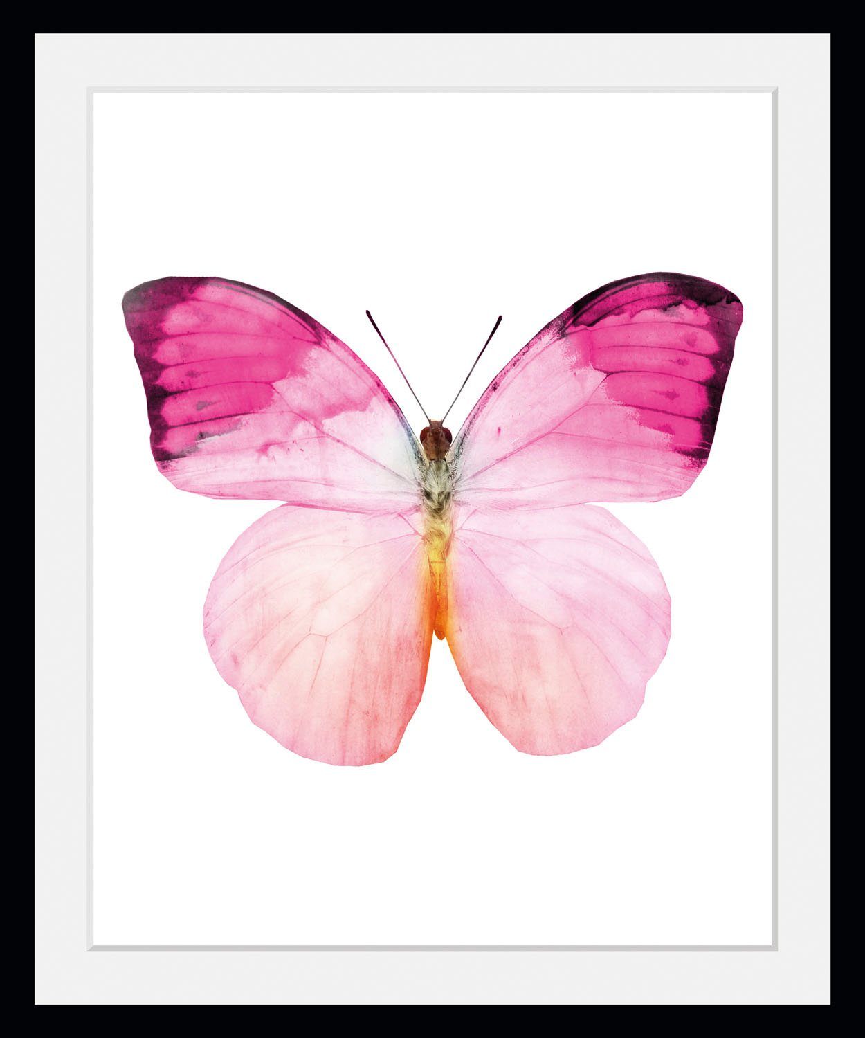 queence Bild Jody, Schmetterlinge (1 St)