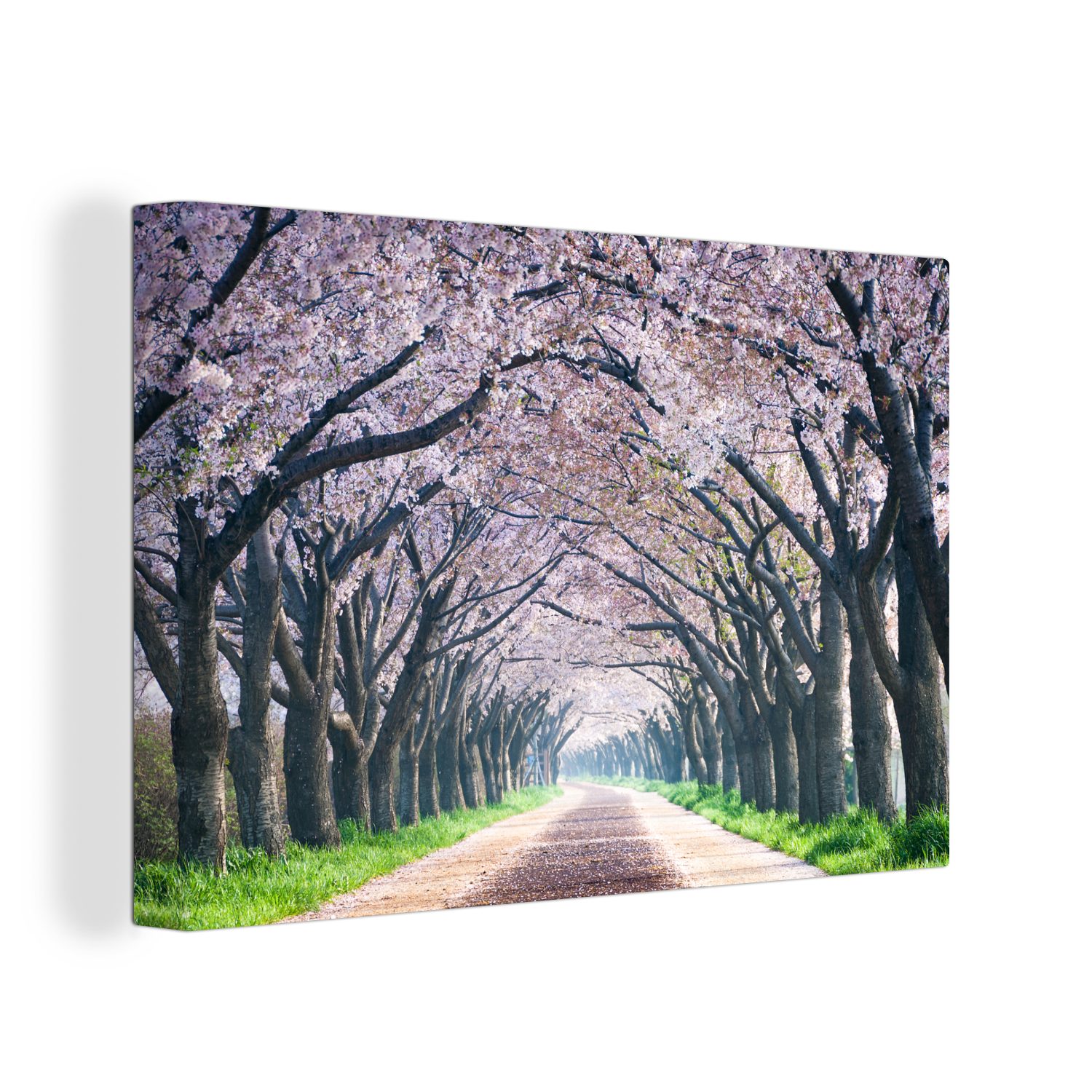 OneMillionCanvasses® Leinwandbild Kirschblüte in den Bäumen, (1 St), Wandbild Leinwandbilder, Aufhängefertig, Wanddeko, 30x20 cm | Leinwandbilder
