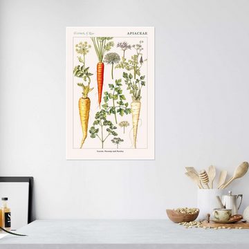 Posterlounge Poster Elizabeth Rice, Karotte, Pastinake und Petersilie (englisch), Küche Vintage Illustration