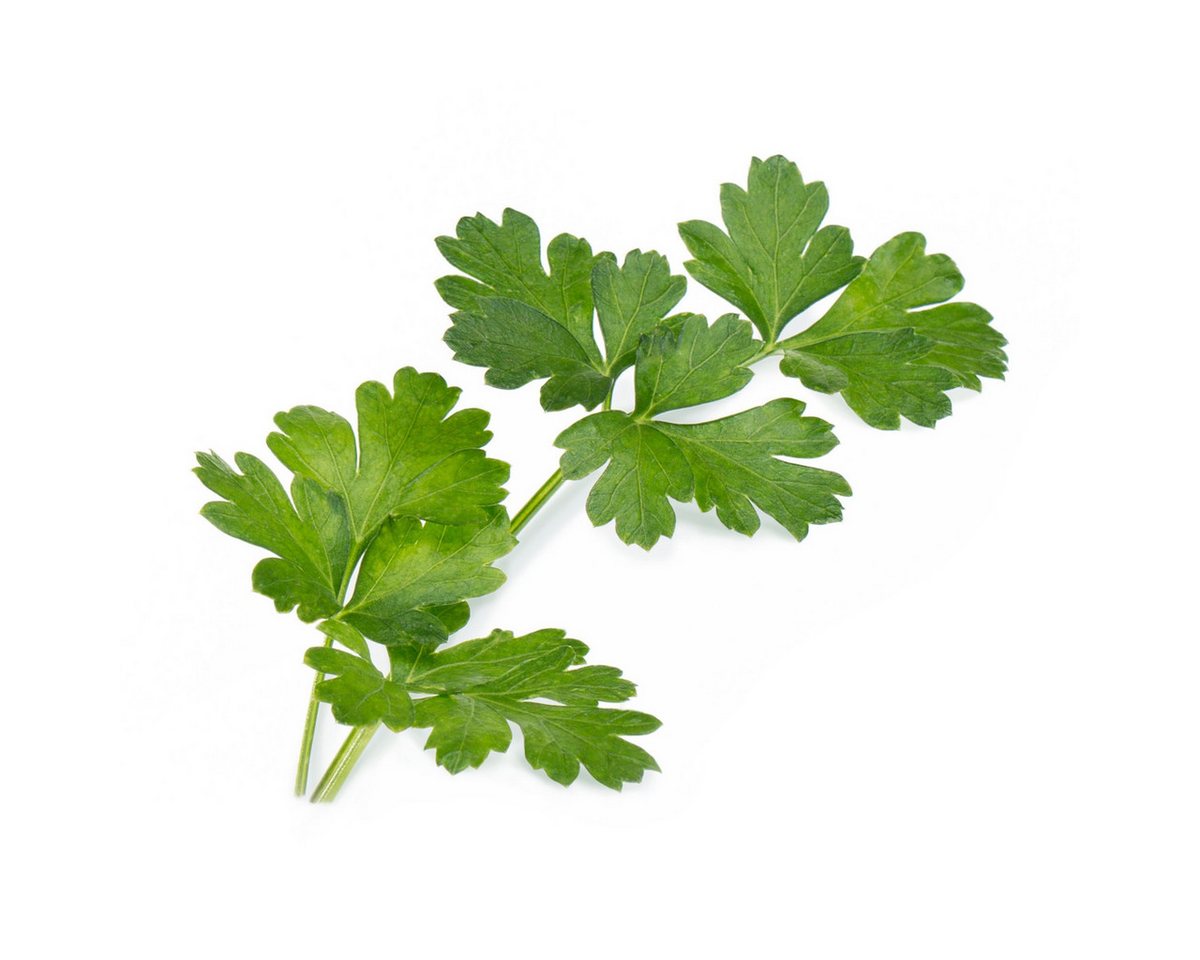Thumbnail - Veritable Anzuchttopf Lingot Italian Parsley - Organic (1 St)