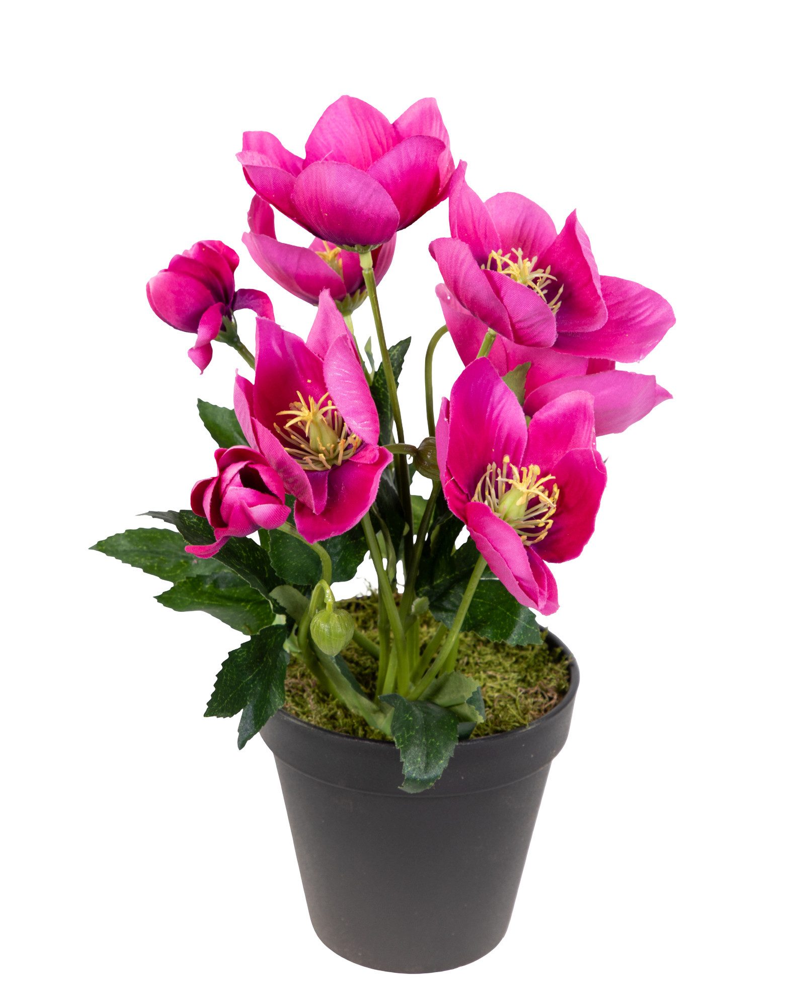 Kunstblume Christrosenbusch im Topf PM Kunstpflanzen künstliche Blumen Christrose Helleborus, Seidenblumen Roß, Höhe 26 cm, Farbe: Fuchsia