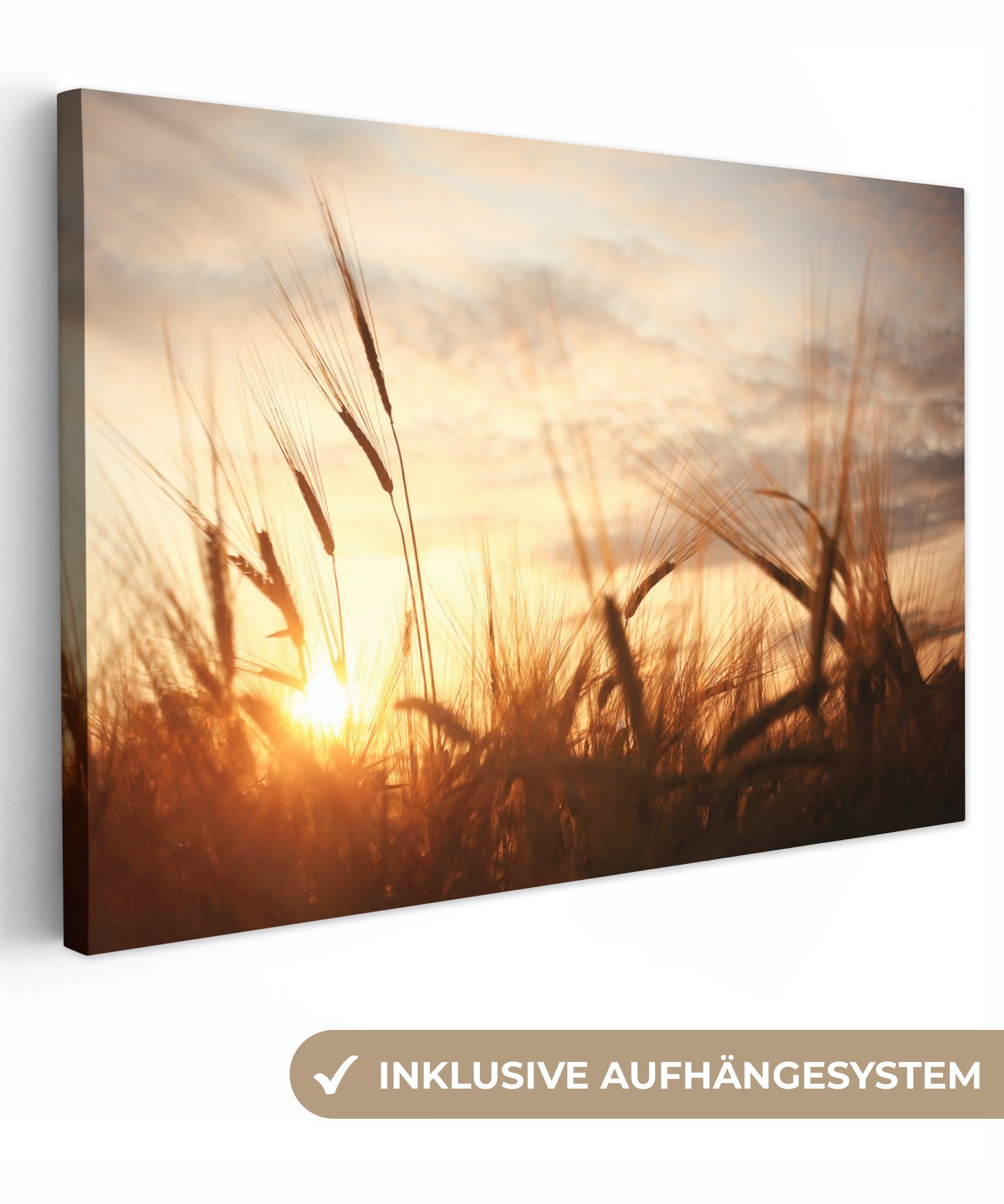 OneMillionCanvasses® Leinwandbild Schilf - Gras - Sonnenuntergang - Natur - günstig online kaufen