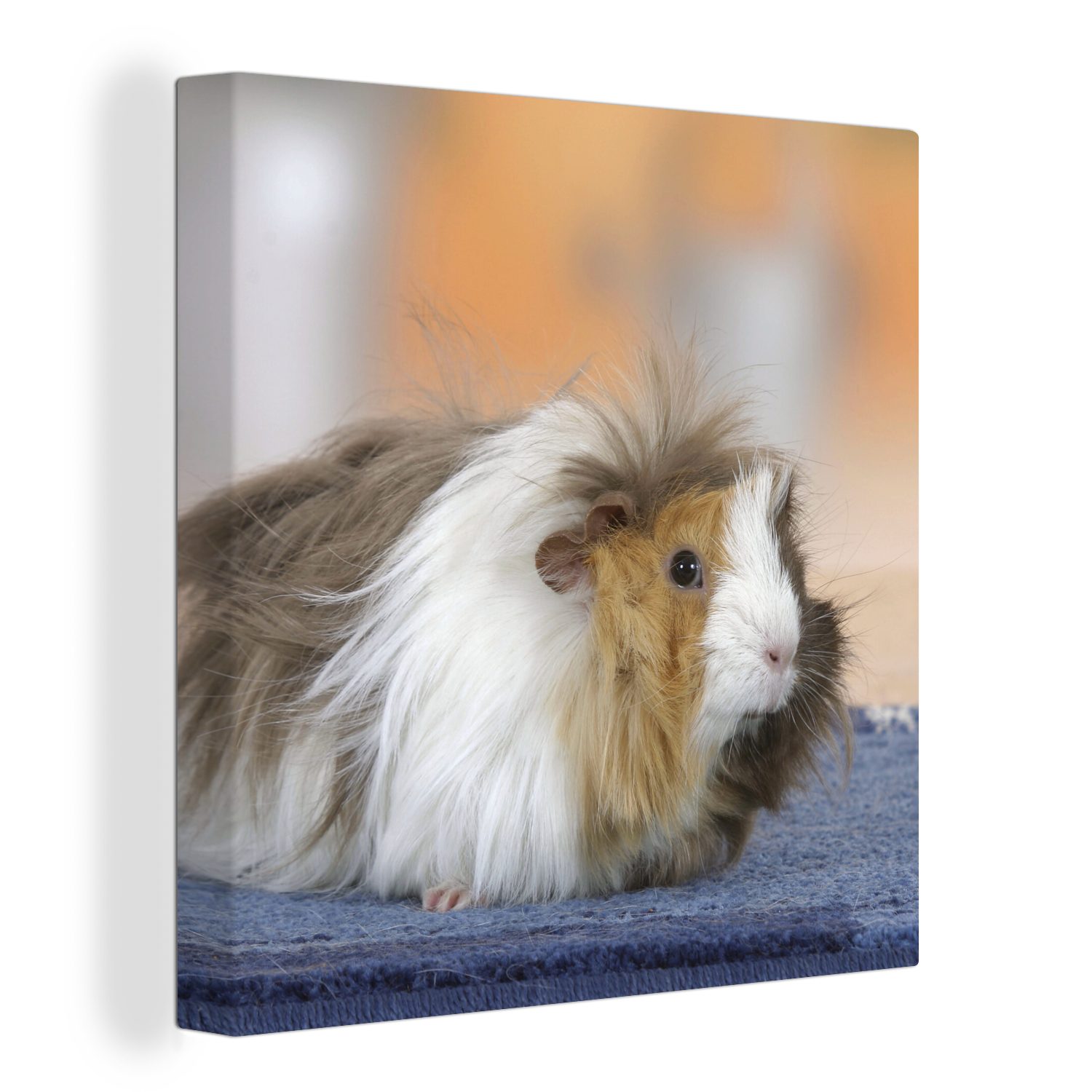 OneMillionCanvasses® Leinwandbild Mini-Meerschweinchen, (1 St), Leinwand Bilder für Wohnzimmer Schlafzimmer