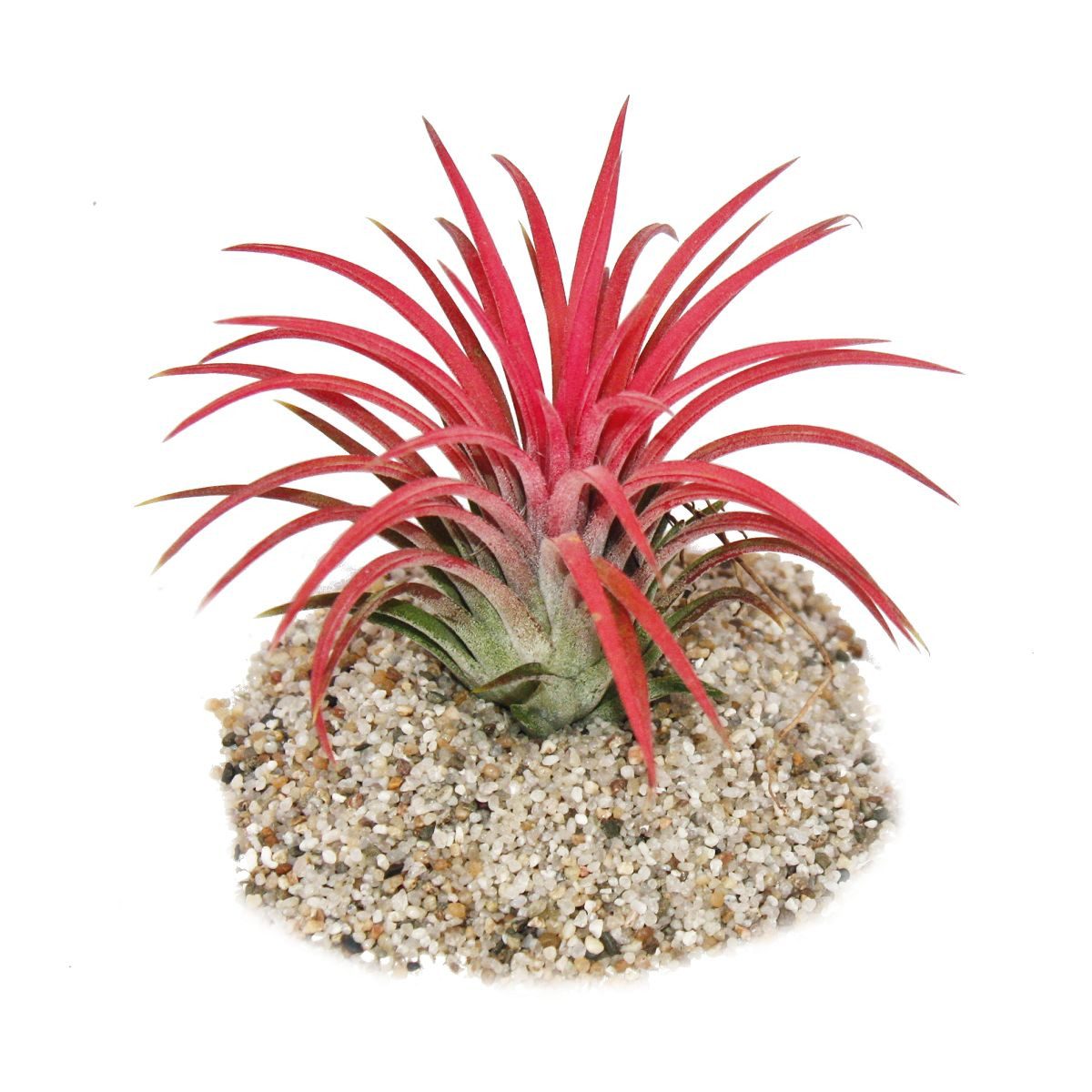 Exotenherz Zimmerpflanze Tillandsia ionantha "Fire" - intensive rote Farbe